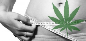 Użytkownicy marihuany rzadziej cierpią na zespół metaboliczny, GrowEnter