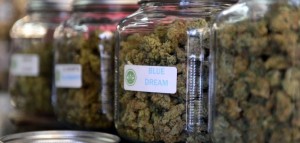 Urugwaj będzie produkował 6 10 ton marihuany w miesiącu, GrowEnter