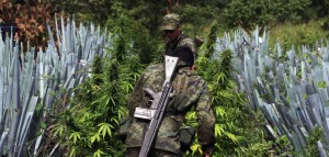 Meksyk: zielone światło dla marihuany na własny użytek, GrowEnter
