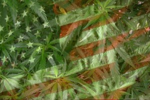 Większość Amerykanów popiera legalizację marihuany, GrowEnter