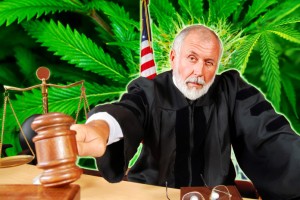 Uprawiał 30 krzaków marihuany – sędzia wymierzył karę w wysokości 1,30$, GrowEnter